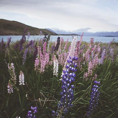 lupins-lake-tekapo-new-zealand-1 ▷ Los mejores destinos del mundo para ver flores