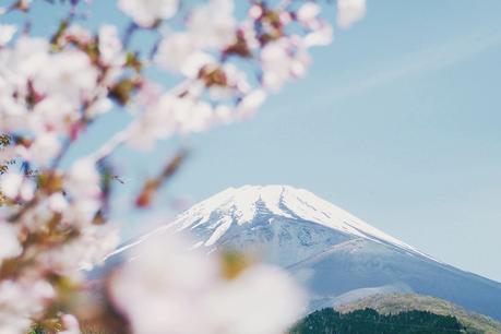 cherry-blossoms-japan ▷ Los mejores destinos del mundo para ver flores