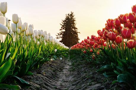 tulips-washington ▷ Los mejores destinos del mundo para ver flores