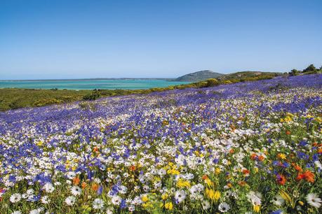 flowers-west-coast-south-africa ▷ Los mejores destinos del mundo para ver flores