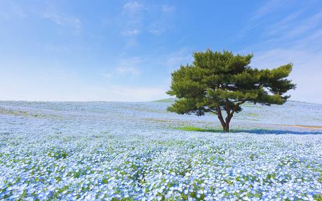 blue-flowers-hitachi-park-japan ▷ Los mejores destinos del mundo para ver flores