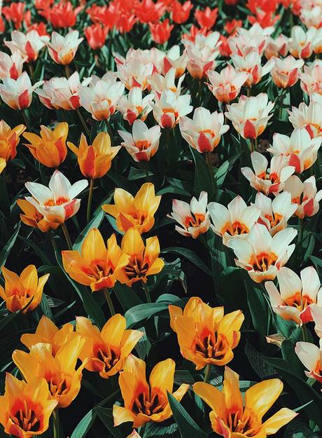 tulips-netherlands1 ▷ Los mejores destinos del mundo para ver flores