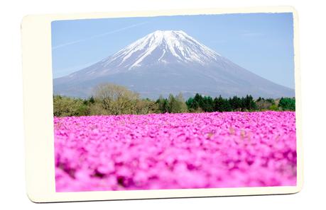 pink-flowers-mt-fuji-japan ▷ Los mejores destinos del mundo para ver flores