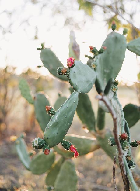 cactus-bloom-2 ▷ Los mejores destinos del mundo para ver flores