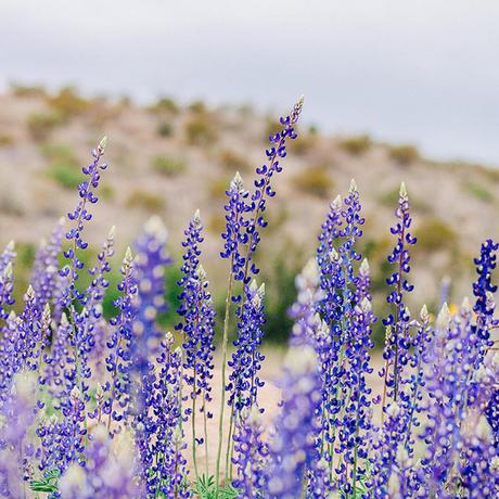 bluebonnets-texas ▷ Los mejores destinos del mundo para ver flores