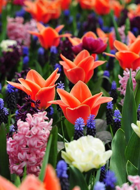 tulips-netherlands ▷ Los mejores destinos del mundo para ver flores