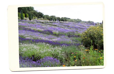 lavender-field-england ▷ Los mejores destinos del mundo para ver flores