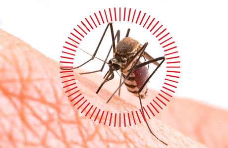 Día del Mosquito: Rentokil Initial recomienda medidas para prevenir sus picaduras