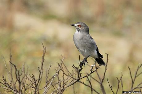 Monjita gris (Xolmis cinereus)