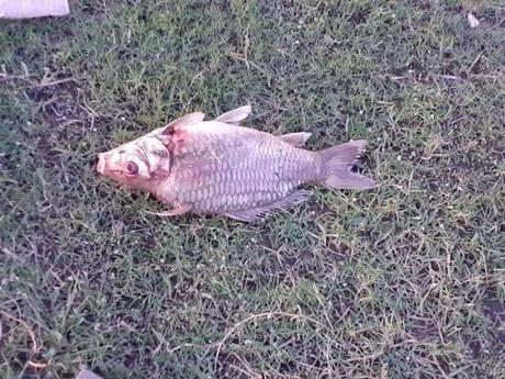 Parque Logístico WTC 1 sigue contaminando agua de La Pila