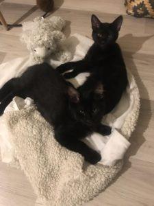 De perros a gatos De perros a gatos