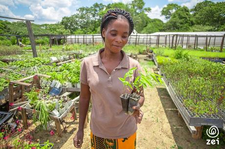 Freshly Cosmetics se suma a la campaña Trillion Tree plantando más de 45.000 árboles en tres años