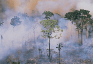 El Amazonas se quema y nadie hace nada.