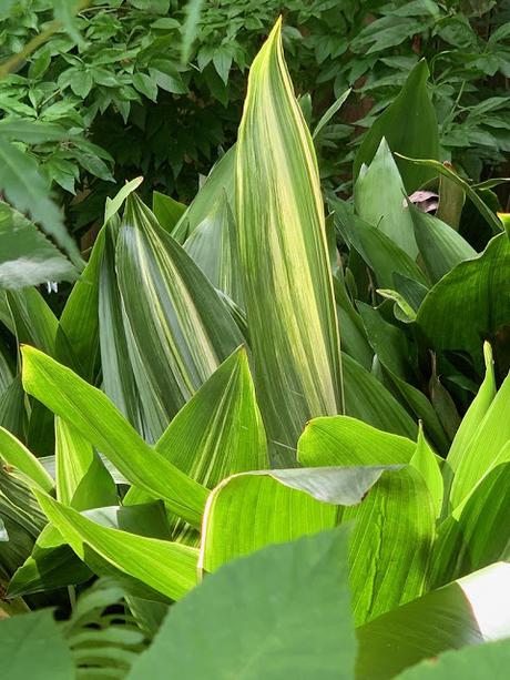 Cuidados de la aspidistra, la reina de las plantas de interior