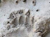 memoria cartera vejez. necesario llenarla