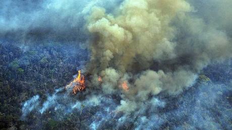 ¡Lo último!: La industria de la carne es la culpable de los incendios en la amazonía, dicen los ambientalistas