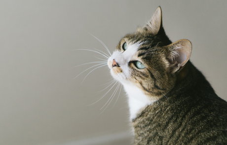 Estudios desvelan que Japón ama a los gatos porque son Tsunderes según Psicólogo