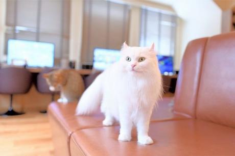 Estudios desvelan que Japón ama a los gatos porque son Tsunderes según Psicólogo