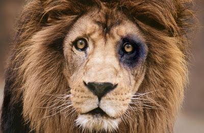 Los Metodos para cazar a un León Los Metodos para cazar a un León