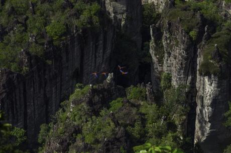 DÍA DE LOS PARQUES NATURALES. 24 DE AGOSTO. Chiribiquete es un Área importante para la conservación de las aves (AICA). Foto: Parques Nacionales