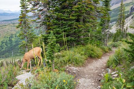 Deer-on-the-Trail.jpg.optimal ▷ Highline Trail: Logan Pass al Loop, Parque Nacional Glacier