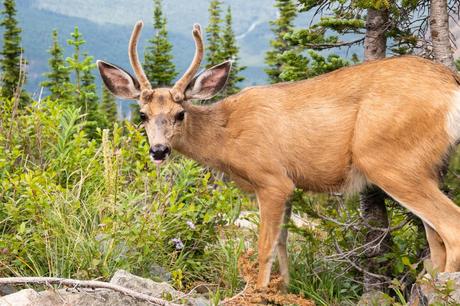Male-Deer.jpg.optimal ▷ Highline Trail: Logan Pass al Loop, Parque Nacional Glacier