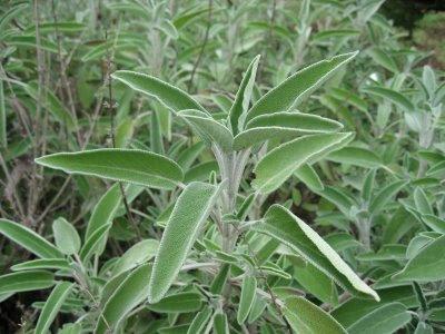 Plantas medicinales que podemos sembrar en el jardín o en el balcón