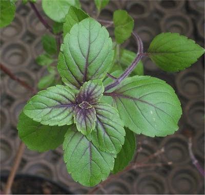 Plantas medicinales que podemos sembrar en el jardín o en el balcón