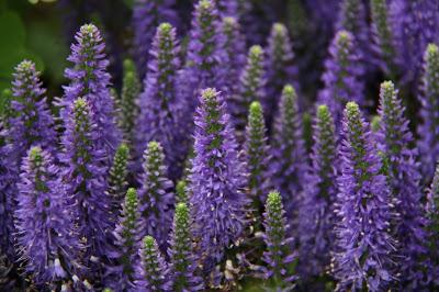 Plantas medicinales que podemos sembrar en el jardín o en el balcón