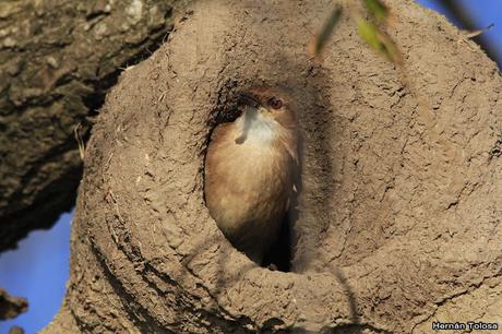 Nidos de hornero en construcción