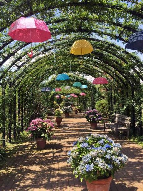 Los paraguas son para el verano Los paraguas son para el verano