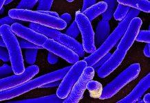 Antibiótico natural que elimina las bacterias de sus defensas Un antibiótico natural puede combatir la E. coli