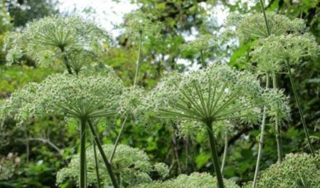 angelica sinensis propiedades