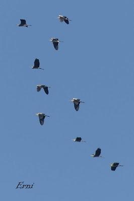 DESENTRAÑANDO LA MIGRACIÓN EN LAS MARISMAS DE SANTOÑA