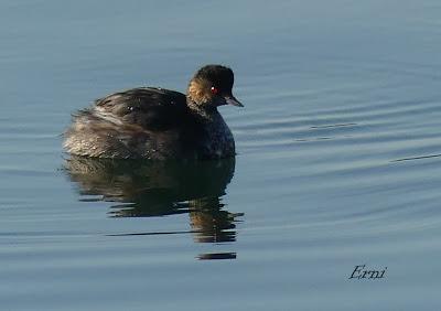 DESENTRAÑANDO LA MIGRACIÓN EN LAS MARISMAS DE SANTOÑA