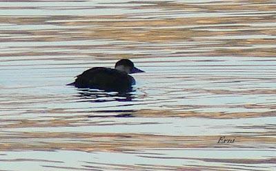 DESENTRAÑANDO LA MIGRACIÓN EN LAS MARISMAS DE SANTOÑA