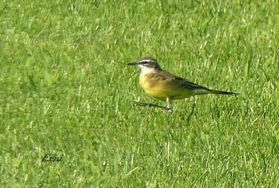 DESENTRAÑANDO LA MIGRACIÓN EN LAS MARISMAS DE SANTOÑA