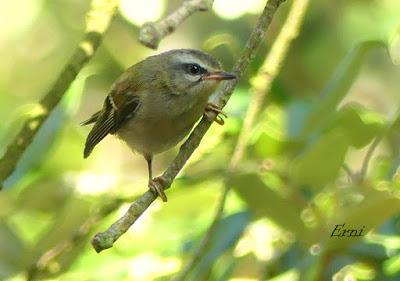 DESENTRAÑANDO LA MIGRACIÓN EN LAS MARISMAS DE SANTOÑA