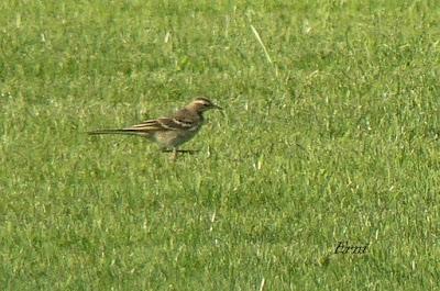 DESENTRAÑANDO LA MIGRACIÓN EN LAS MARISMAS DE SANTOÑA