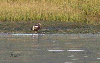 DESENTRAÑANDO LA MIGRACIÓN EN LAS MARISMAS DE SANTOÑA