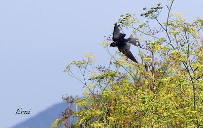 DESENTRAÑANDO LA MIGRACIÓN EN LAS MARISMAS DE SANTOÑA