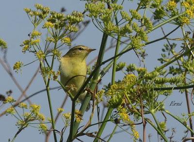 DESENTRAÑANDO LA MIGRACIÓN EN LAS MARISMAS DE SANTOÑA
