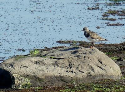 DESENTRAÑANDO LA MIGRACIÓN EN LAS MARISMAS DE SANTOÑA