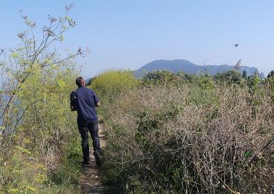 DESENTRAÑANDO LA MIGRACIÓN EN LAS MARISMAS DE SANTOÑA
