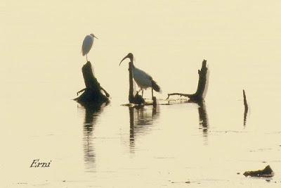 DESENTRAÑANDO LA MIGRACIÓN EN LAS MARISMAS DE SANTOÑA