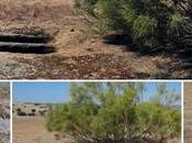 Tumbas Casas Ripas, Menasalvas (Toledo)