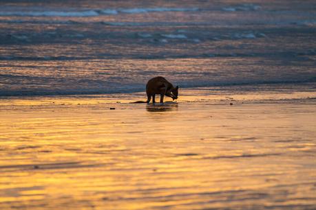 ▷ Comenta sobre cuándo las redes sociales te roban los momentos y recuerdos de viaje al Por qué nunca deberías publicar sobre tus vacaciones mientras viajas – Gezi Notları kangaroos-on-the-beach-Cape-Hillsborough-9 ▷ Comenta sobre cuándo las redes sociales te roban los momentos y recuerdos de viaje al Por qué nunca deberías publicar sobre tus vacaciones mientras viajas - Gezi Notları