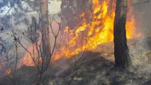 Incendios en el África: el “segundo pulmón verde” del planeta también arde