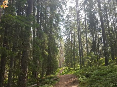 Parque Nacional de Lahemaa, la excursión perfecta desde Tallin