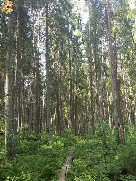 Parque Nacional de Lahemaa, la excursión perfecta desde Tallin